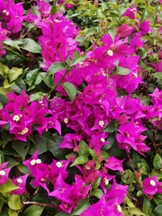 Bougainvillea