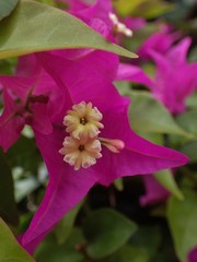 Bougainvillea