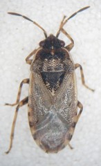 Platyplax salviae