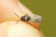 Platyplax salviae