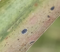 Aleurolobus barodensis