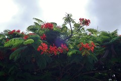 Delonix regia