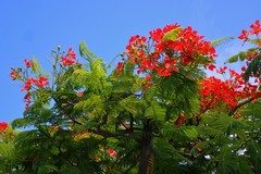 Delonix regia