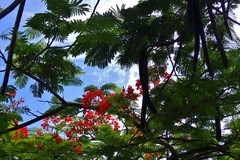 Delonix regia