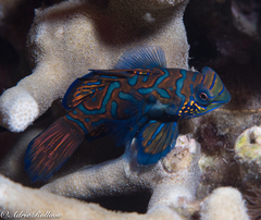 Synchiropus splendidus