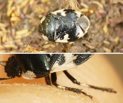Tritomegas rotundipennis