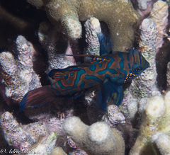 Synchiropus splendidus