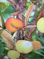 Pterocarya fraxinifolia