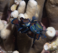 Synchiropus splendidus