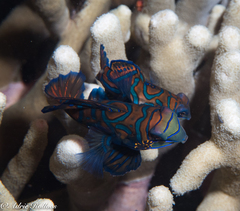 Synchiropus splendidus