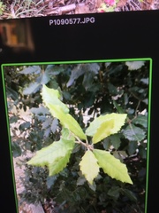 Pterocarya fraxinifolia