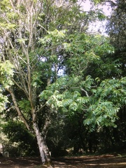 Pterocarya fraxinifolia