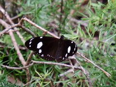 Euploea lewinii