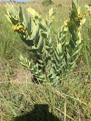 Gomphocarpus glaucophyllus