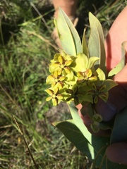 Gomphocarpus glaucophyllus