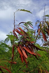 Leucaena leucocephala