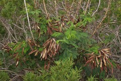 Leucaena leucocephala