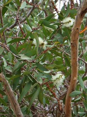 Melaleuca quinquenervia