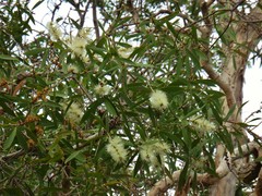 Melaleuca quinquenervia