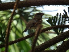 Passer domesticus