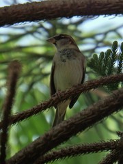 Passer domesticus