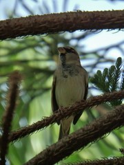 Passer domesticus