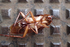 Periplaneta americana