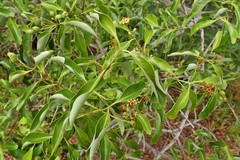 Santalum austrocaledonicum