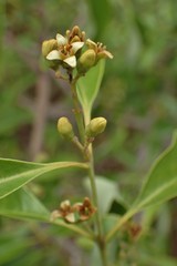 Santalum austrocaledonicum