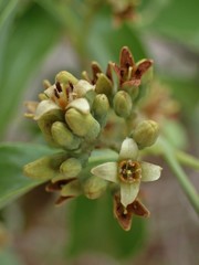 Santalum austrocaledonicum