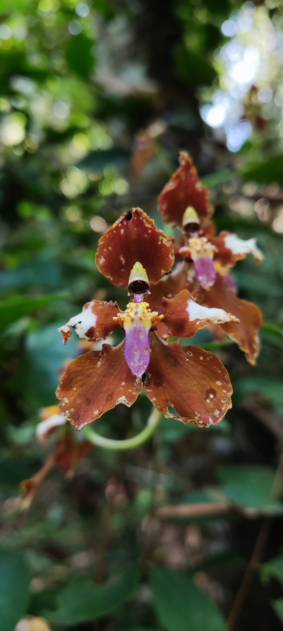 Cyrtochilum pastasae Dalström 3
