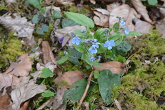 Omphalodes cappadocica