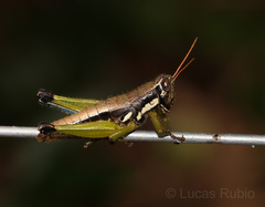 Pseudoscopas nigrigena