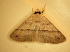 Ophyx eurrhoa
