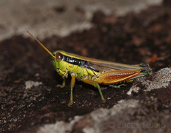 Scotussa impudica