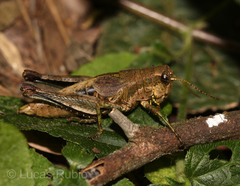 Dichromatos lilloanus