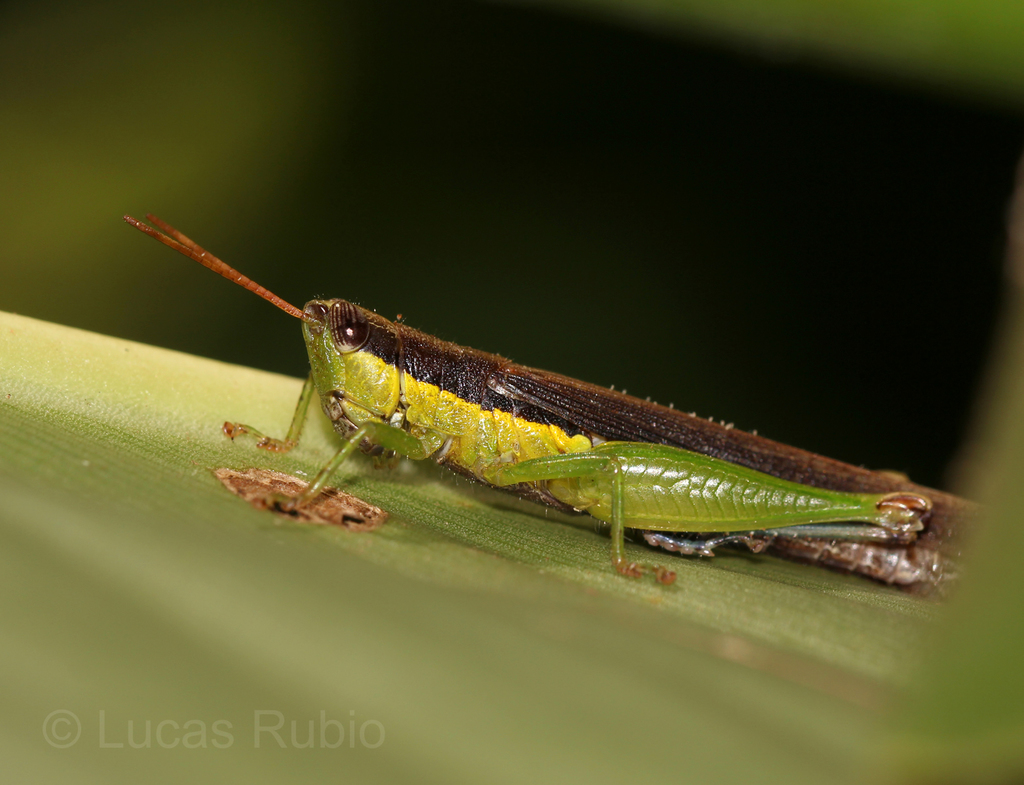 Cornops frenatum
