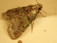 Orthaga atribasalis