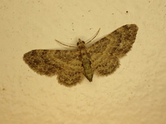 Chloroclystis mniochroa