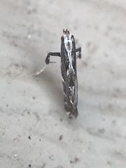 Leucospilapteryx venustella