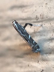 Leucospilapteryx venustella