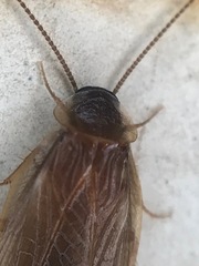 Compsodes schwarzi