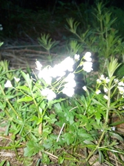 Cardamine amara