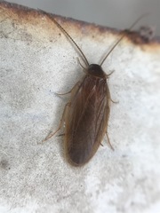 Compsodes schwarzi
