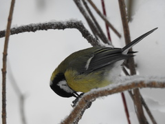 Parus major