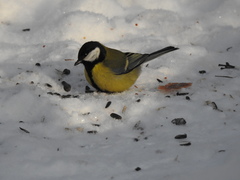 Parus major