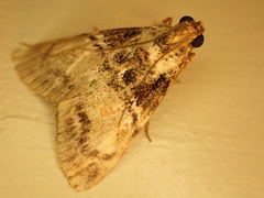 Orthaga thyrisalis