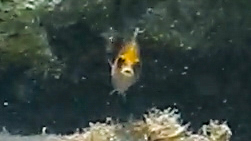 Axillary Wrasse, Ionian Islands, Peloponnese, Western Greece and the Ionian Islands, Greece, photo 8 of 10