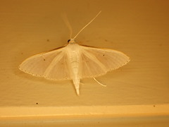 Palpita margaritacea