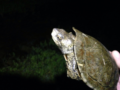 Actinemys marmorata pallida